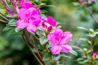 Spring Blooming Pink & Green Azalea Flowers