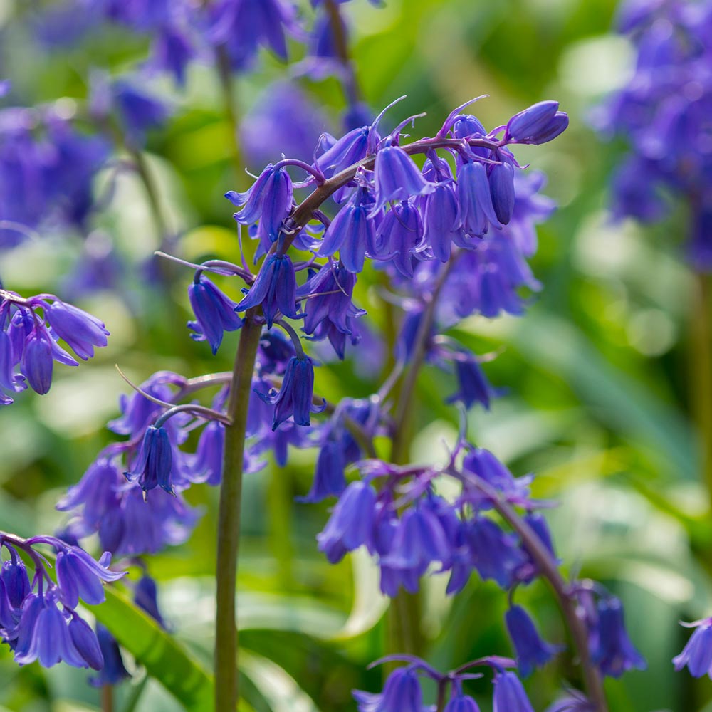 Spring blooming Bluebell Hyacinthoides flowers in a colorful garden