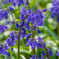 Spring blooming Bluebell Hyacinthoides flowers in a colorful garden