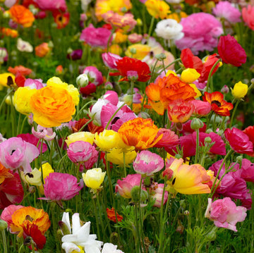 Ranunculus Flower seeds for Planting Long Bloom Season Heirloom & GMO Free Seeds for Home Garden