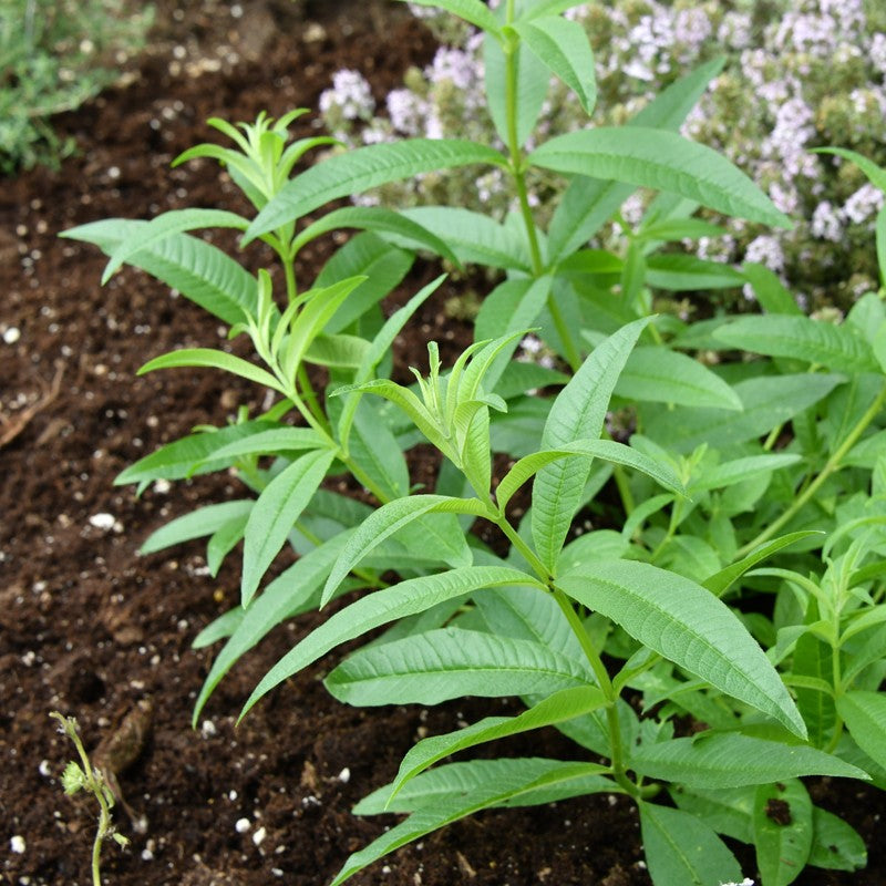 Healthy Lemon Verbena plant with fresh green foliage in a container garden

