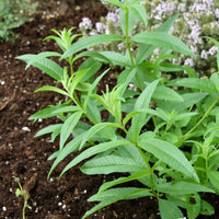 Healthy Lemon Verbena plant with fresh green foliage in a container garden

