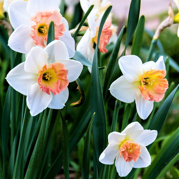 Narcissus Flower Seeds for Planting - White Pink Varieties for Stunning Gardens