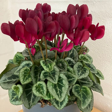 Burgundy Cyclamen Flower seeds for Planting Fragrant Blossoms Heirloom & GMO Free Seeds for Home Garden 
 
 Sale