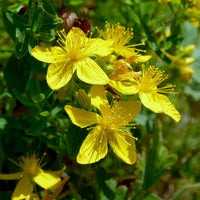 St. John's Wort seeds for planting in home gardens and containers.