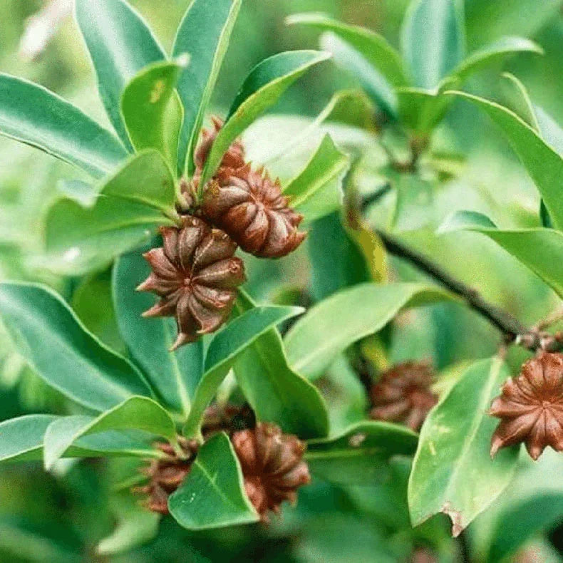 Star anise tree with glossy green foliage in a home garden.