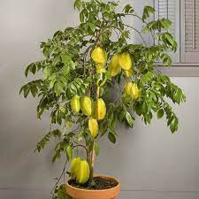 Star fruit seeds for planting and easy home growing