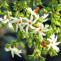 Star Jasmine climbing flower seeds for trellises, pergolas, and containers.