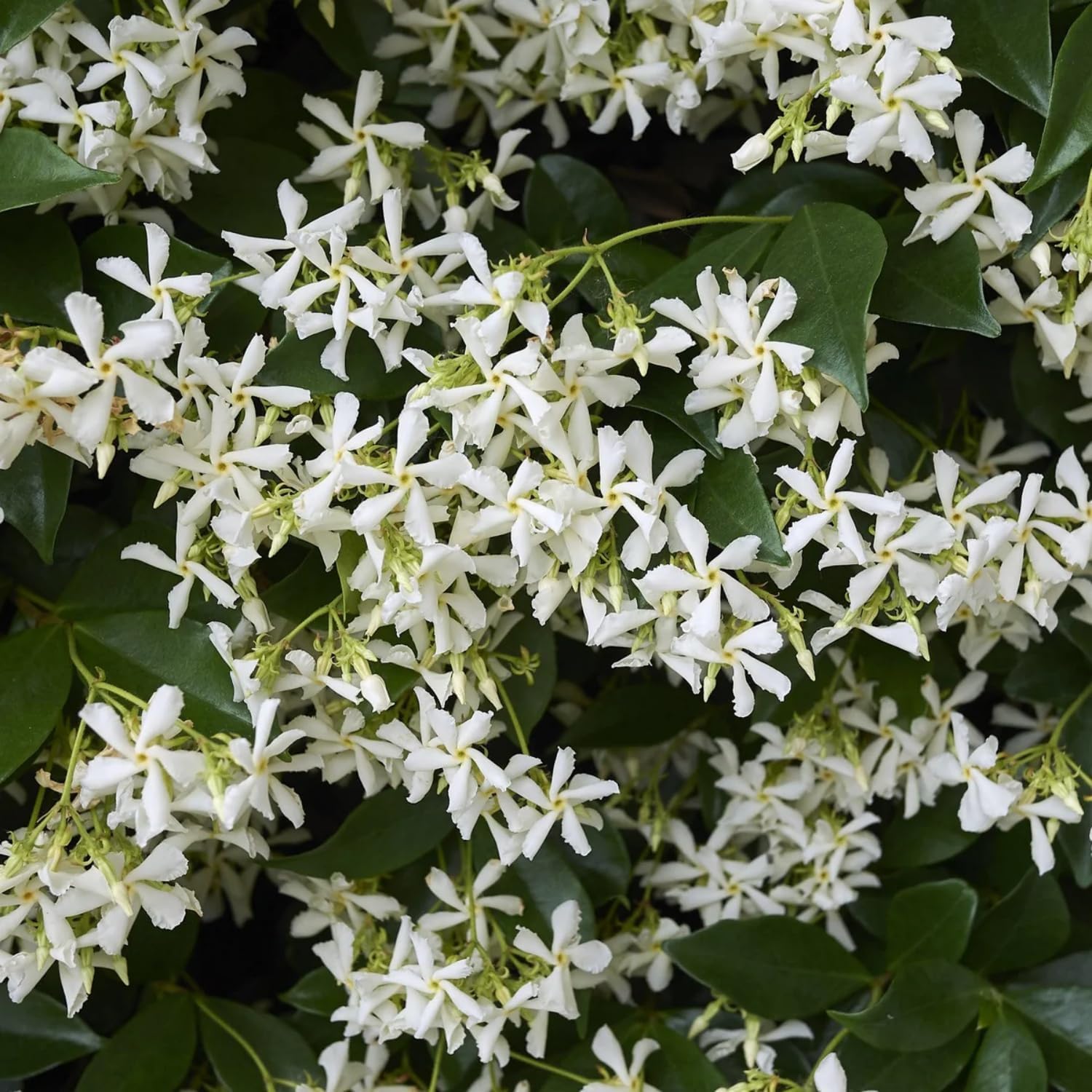 Star Jasmine Climbing Flowers Growing on Garden Support