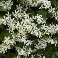Star Jasmine Climbing Flowers Growing on Garden Support