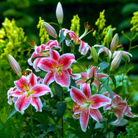 Stargazer Lily bulbs for perennial garden flower planting.