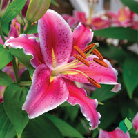 Fragrant Stargazer Oriental Lily flowers blooming in a garden bed.