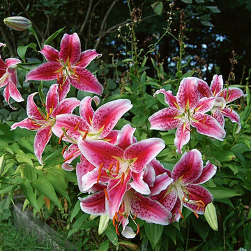 Stargazer Oriental Lily bulbs for colorful outdoor garden planting.