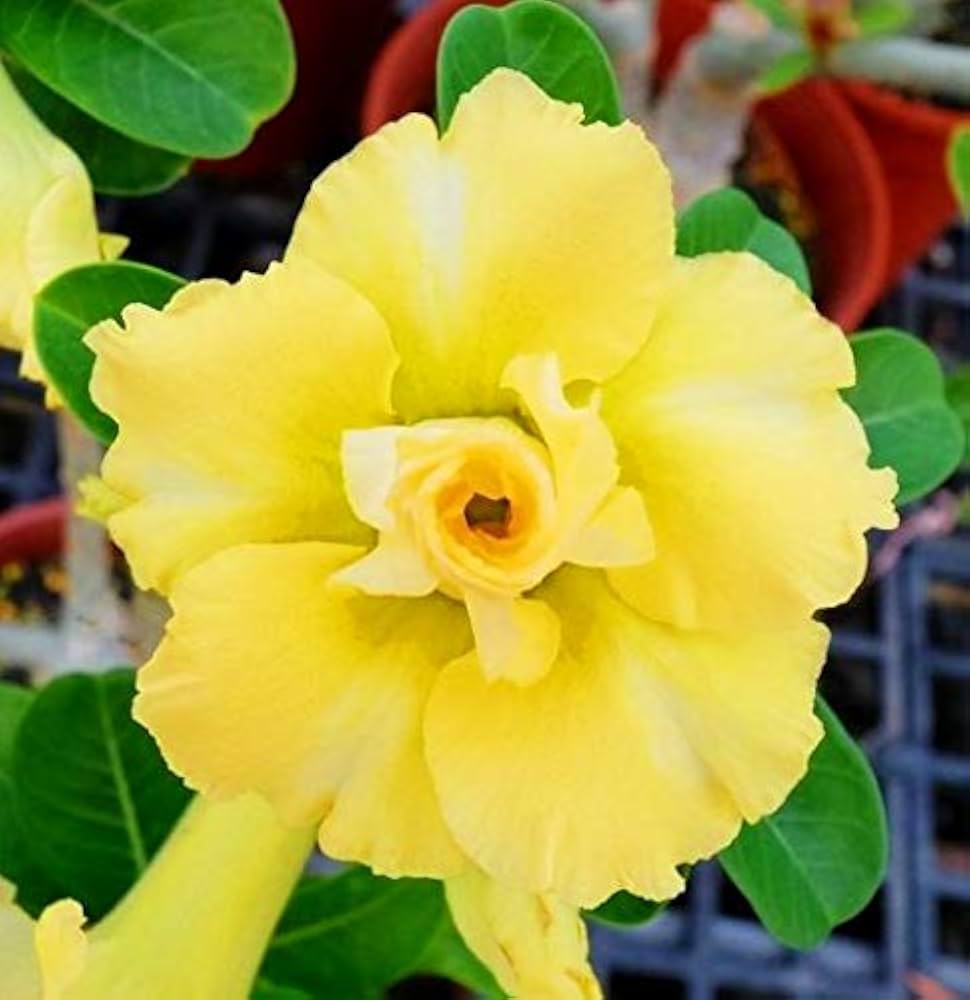 Starting adenium seeds indoors containers