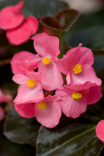 Painted Begonia Flower seeds for Planting - Premium Quality, Heirloom & GMO Free Seeds for Home Garden