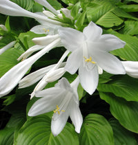 Hosta Flower seeds for Planting Vibrant Colors Heirloom & GMO Free Seeds for Home Garden 
 
 Sale