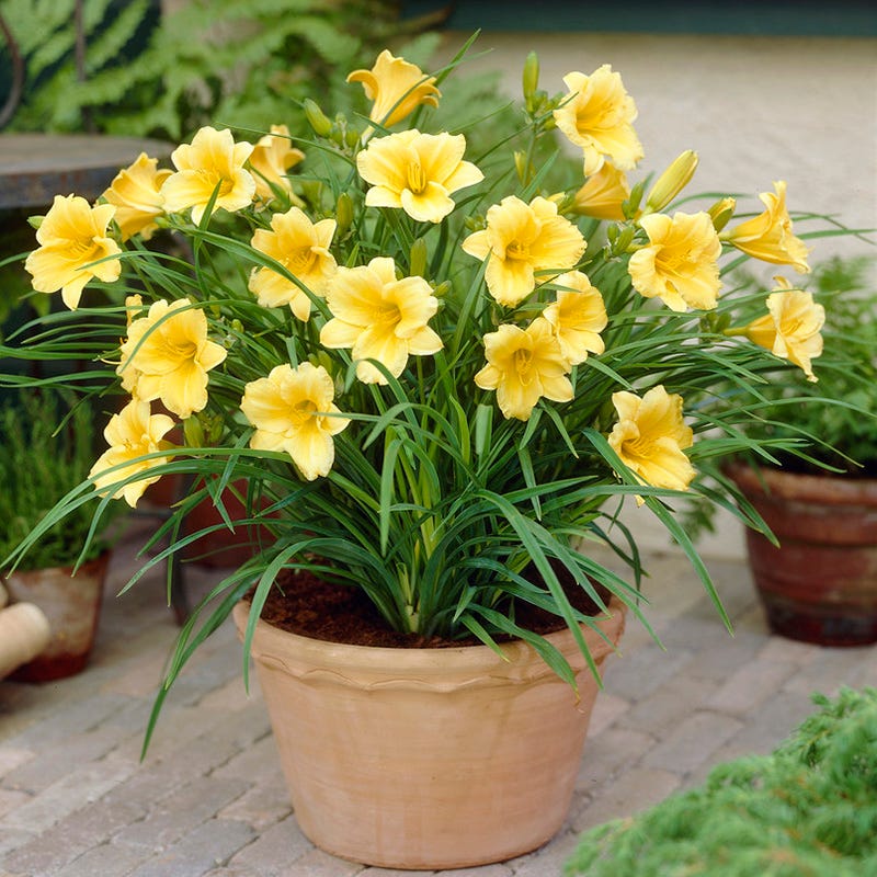 Golden-yellow Stella D'Oro Daylily flowers blooming in a garden bed.
