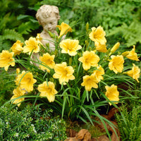 Stella D'Oro Daylily roots for outdoor garden planting.