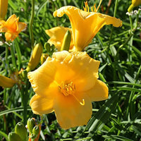 Bright yellow Stella D'Oro Daylily flowers blooming in a garden.