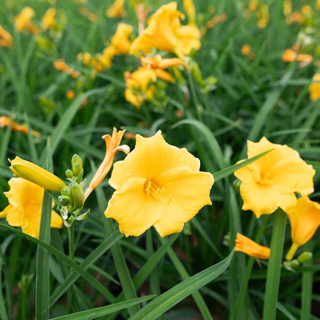 Stella D'Oro Yellow Daylily roots for outdoor garden planting.
