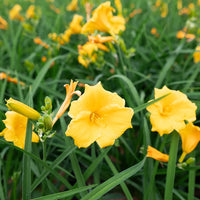 Stella D'Oro Yellow Daylily roots for outdoor garden planting.