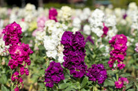 Imperial Blend Matthiola Stock Flower Seeds