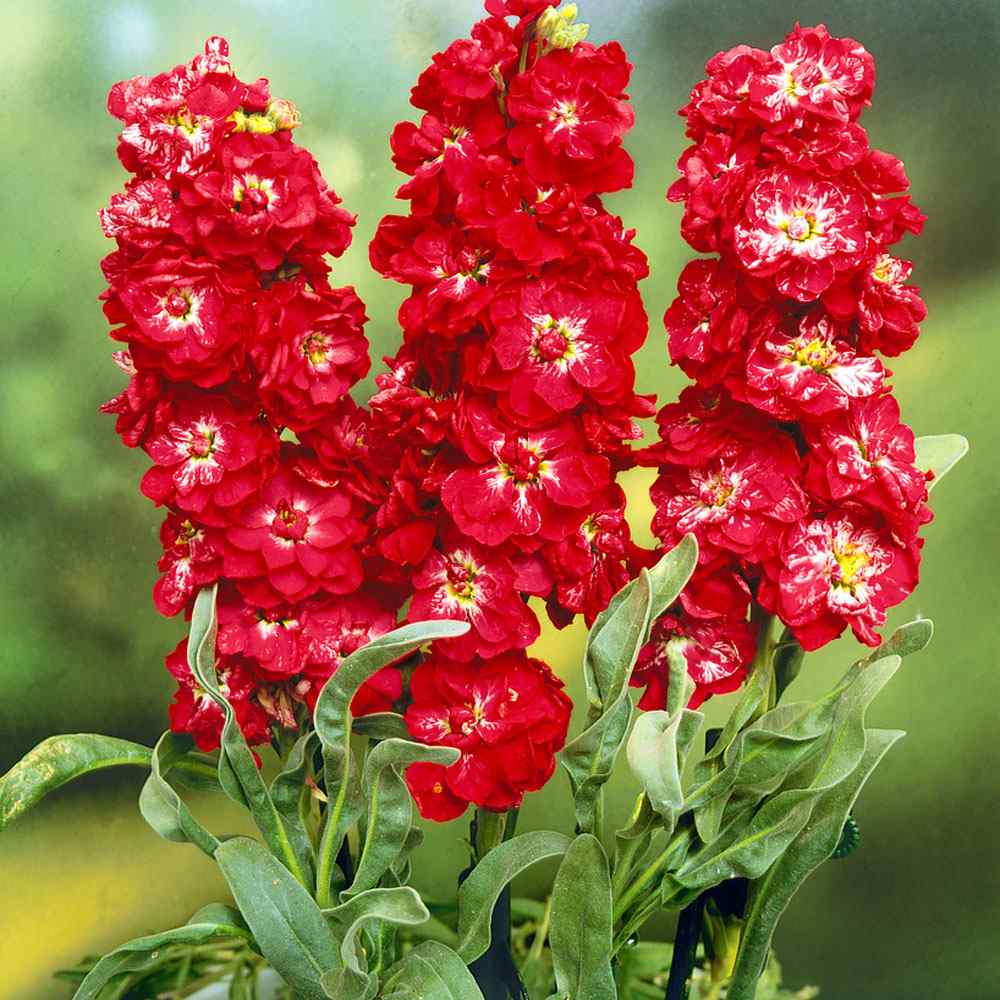 Red Matthiola Flower seeds for Planting - Fragrant Blossoms, Heirloom & GMO Free Seeds for Home Garden