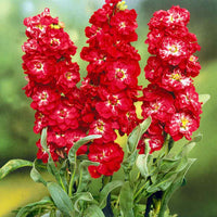 Red Matthiola Flower seeds for Planting - Fragrant Blossoms, Heirloom & GMO Free Seeds for Home Garden