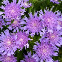 Stoke's Aster Planting Seeds - Perennial Garden Blooms