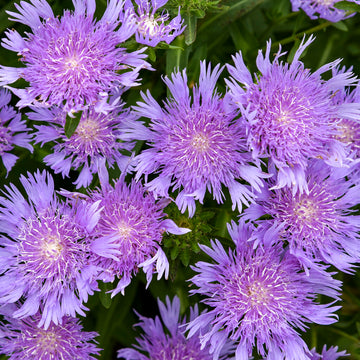 Stoke's Aster Planting Seeds - Perennial Garden Blooms