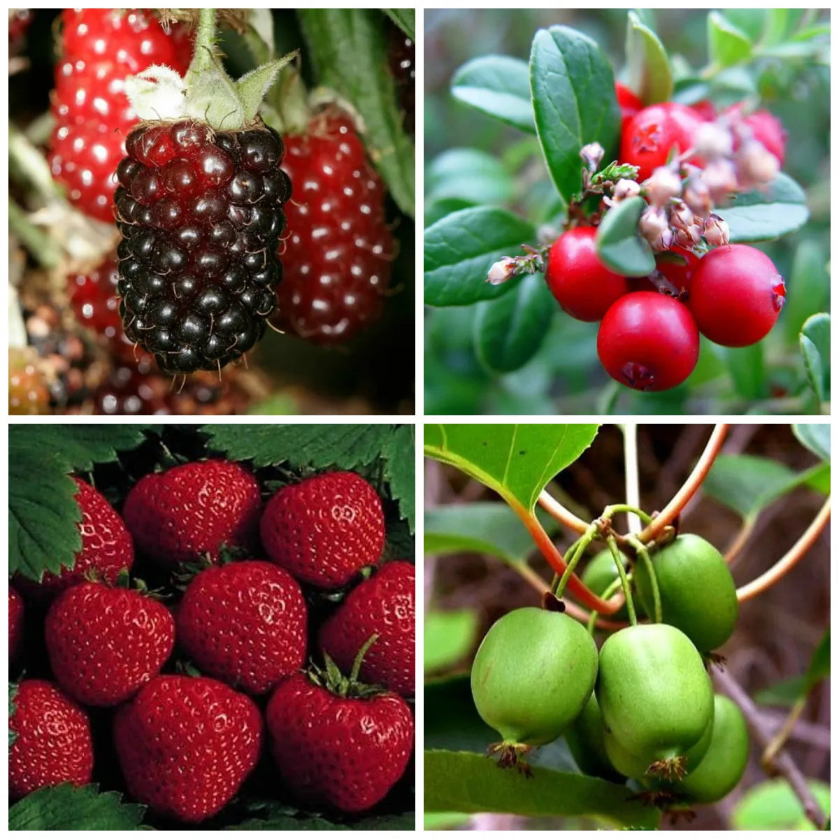 Strawberry, Blueberry, Raspberry, and Mulberry seeds suitable for containers and backyard orchards.