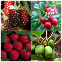 Strawberry, Blueberry, Raspberry, and Mulberry seeds suitable for containers and backyard orchards.