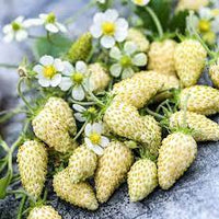 Strawberry seed germination and planting guide