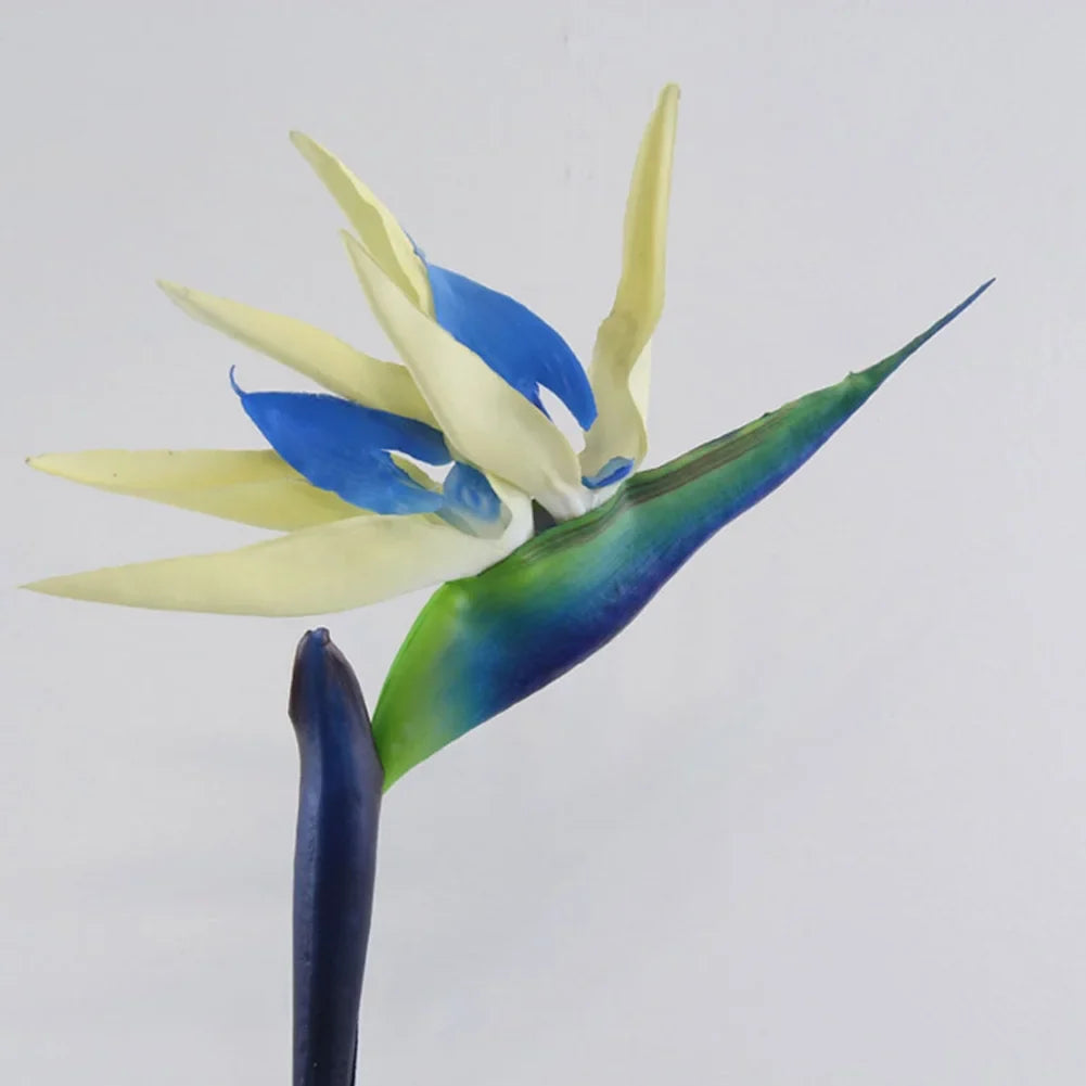 Strelitzia Flower Seeds Cream Violet Planting Exotic