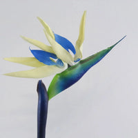 Strelitzia Flower Seeds Cream Violet Planting Exotic