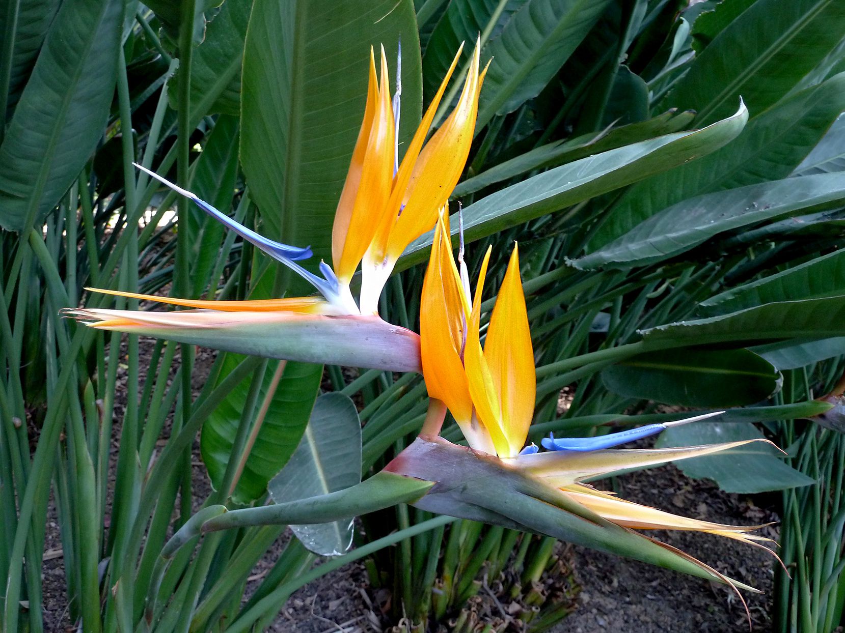 Queen's BirdofParadise Flower seeds for Planting Drought Tolerant Heirloom & GMO Free Seeds for Home Garden