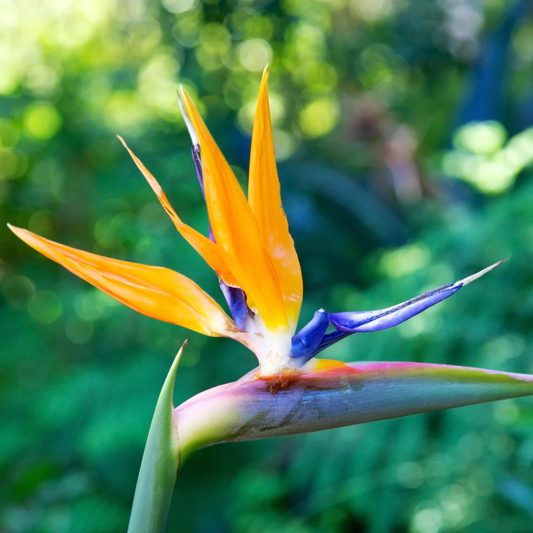Yellow Strelitzia Flower seeds for Planting - Sun Loving, Heirloom & GMO Free Seeds for Home Garden