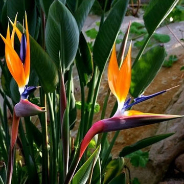 Strelitzia Reginae Seeds for Planting