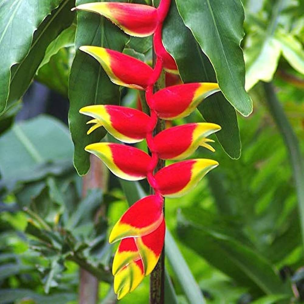 Red Strelitzia Seedlings Growing from Seeds