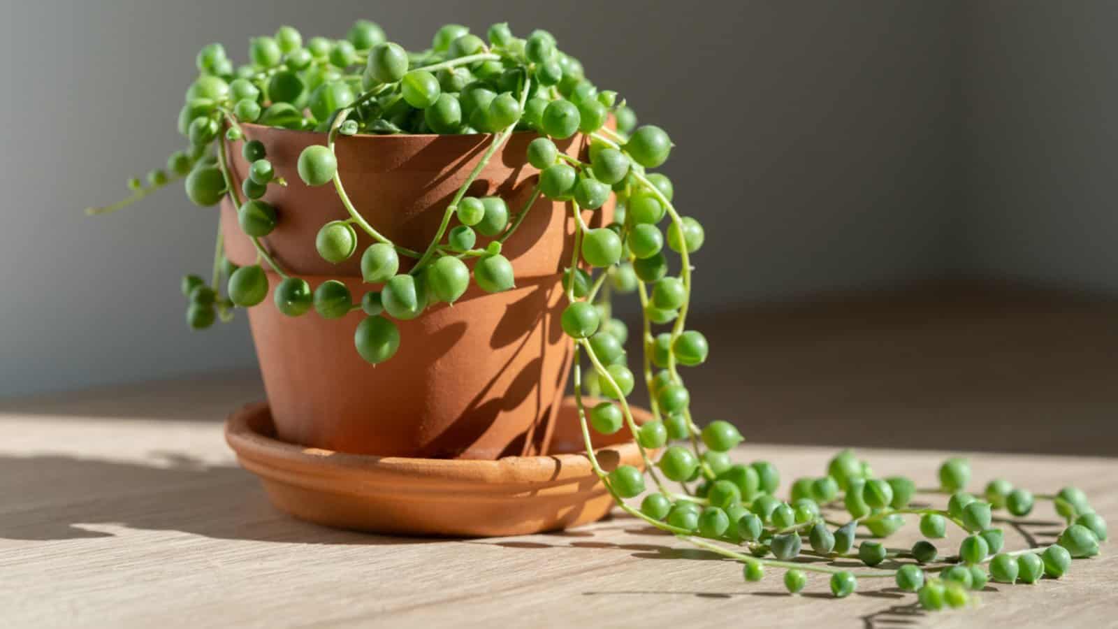 Step-by-step planting guide for String of Pearl seeds