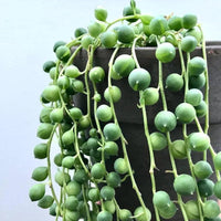 Young String of Pearl seedlings ready for transplant