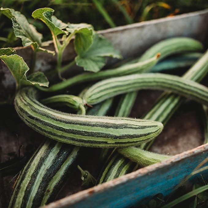 Striped Armenian Cucumis melo seeds for planting