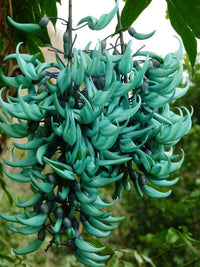 Strongylodon macrobotrys climbing flower seeds for pergolas and trellises.
