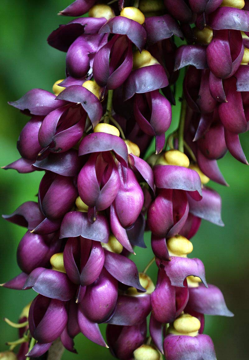 Strongylodon Macrobotrys Purple Flower Seeds for Planting