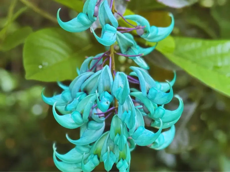 Green Macrobotrys Flower seeds for Planting - Compact Growth, Heirloom & GMO Free Seeds for Home Garden