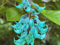 Green Macrobotrys Flower seeds for Planting - Compact Growth, Heirloom & GMO Free Seeds for Home Garden