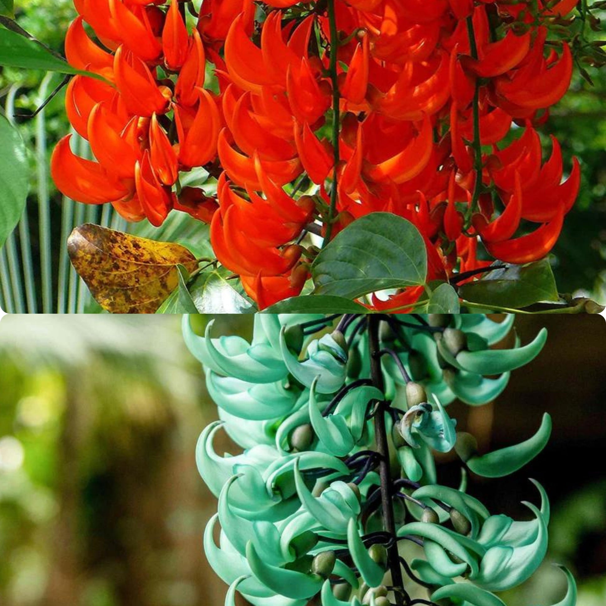 Red Strongylodon Macrobotrys seeds for low-maintenance garden planting
