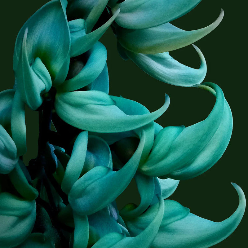 Strongylodon Sky Blue Flower Clusters