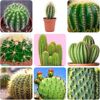 Variety of cactus plants adding texture to a home garden collection.