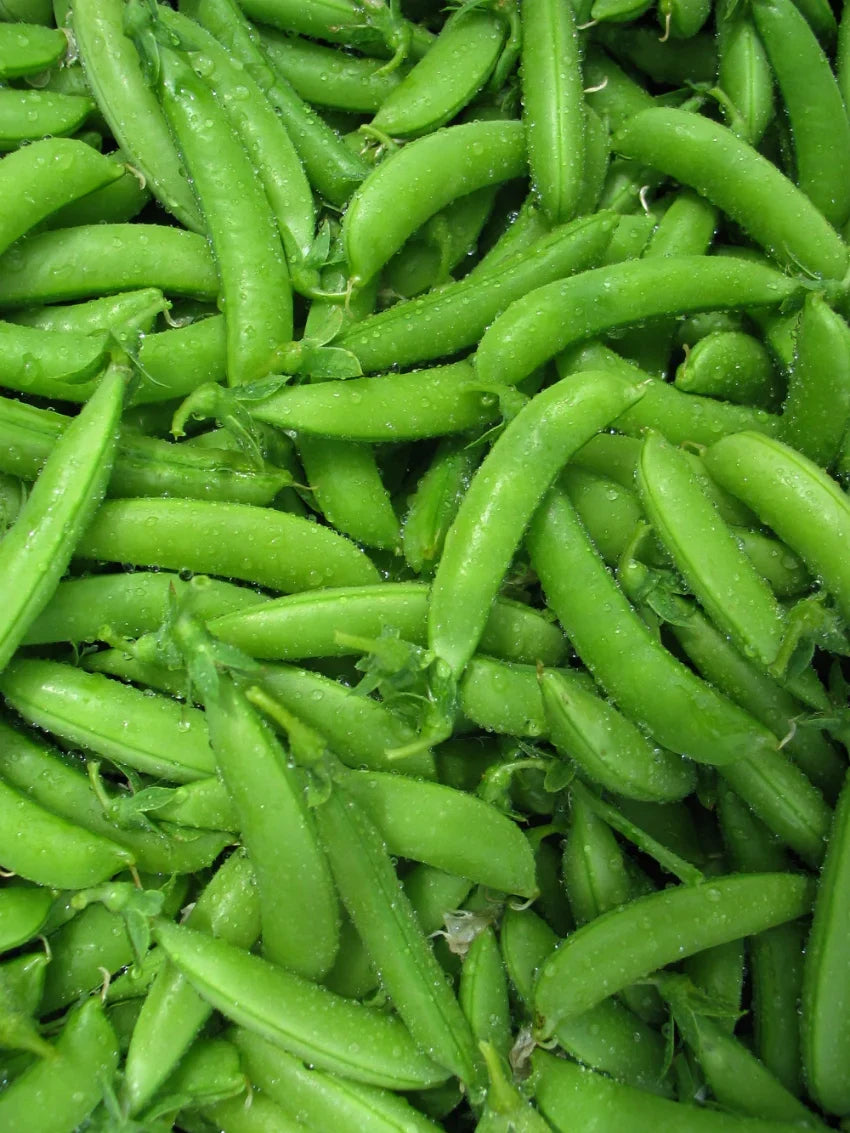 Sugar Ann Snap Pea Plants Growing in Garden